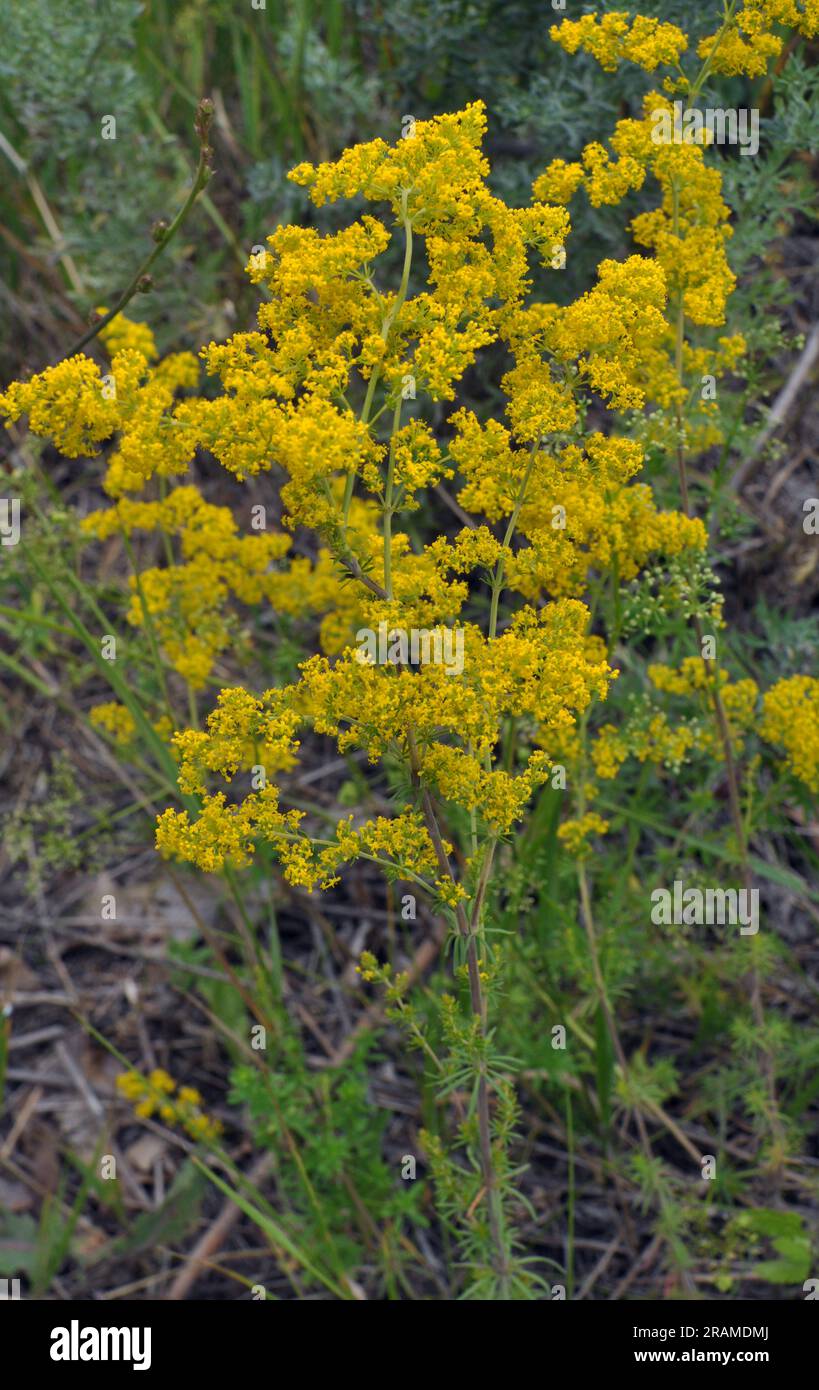 Galium verum cresce tra le erbe in natura Foto Stock