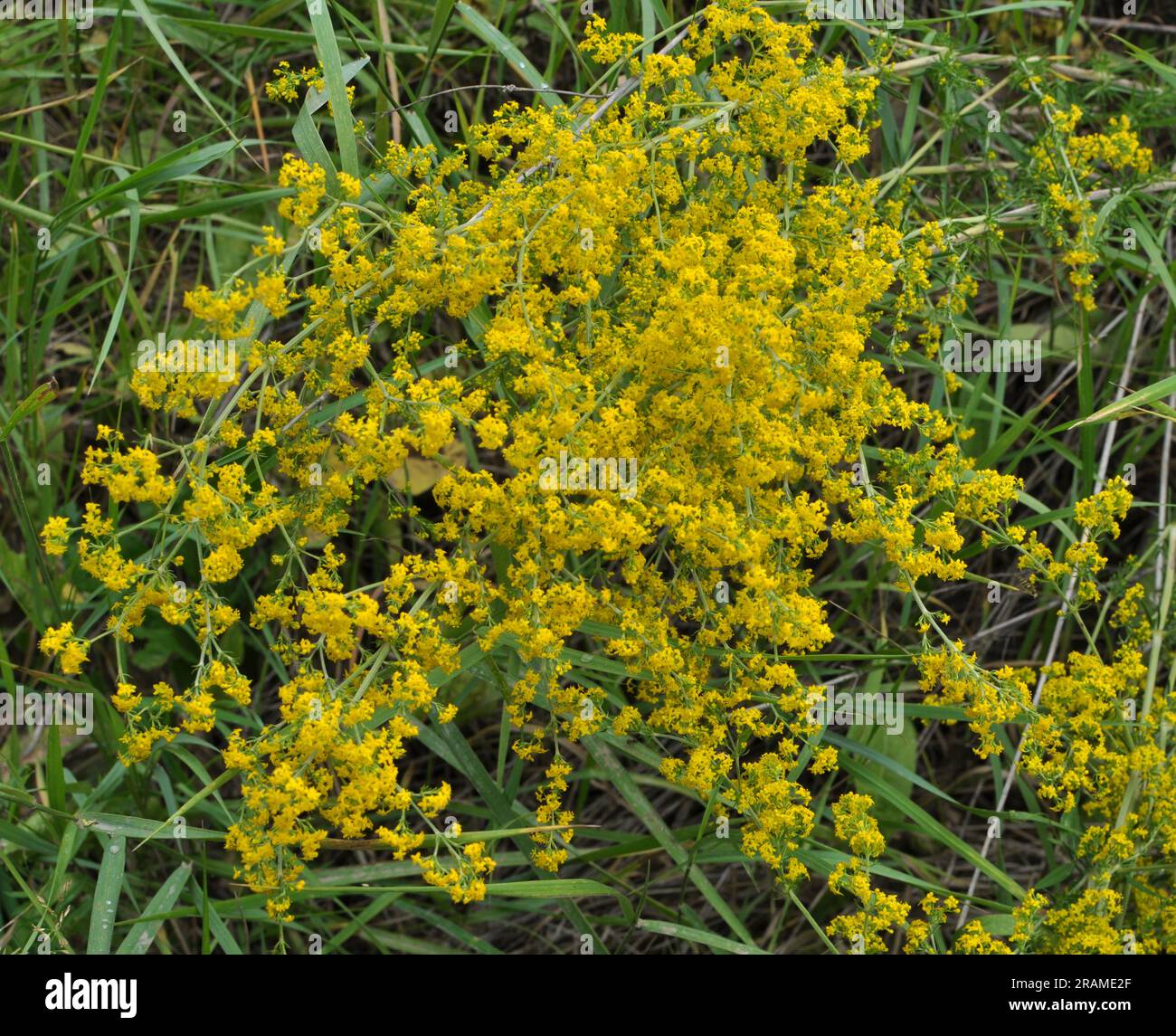 Galium verum cresce tra le erbe in natura Foto Stock