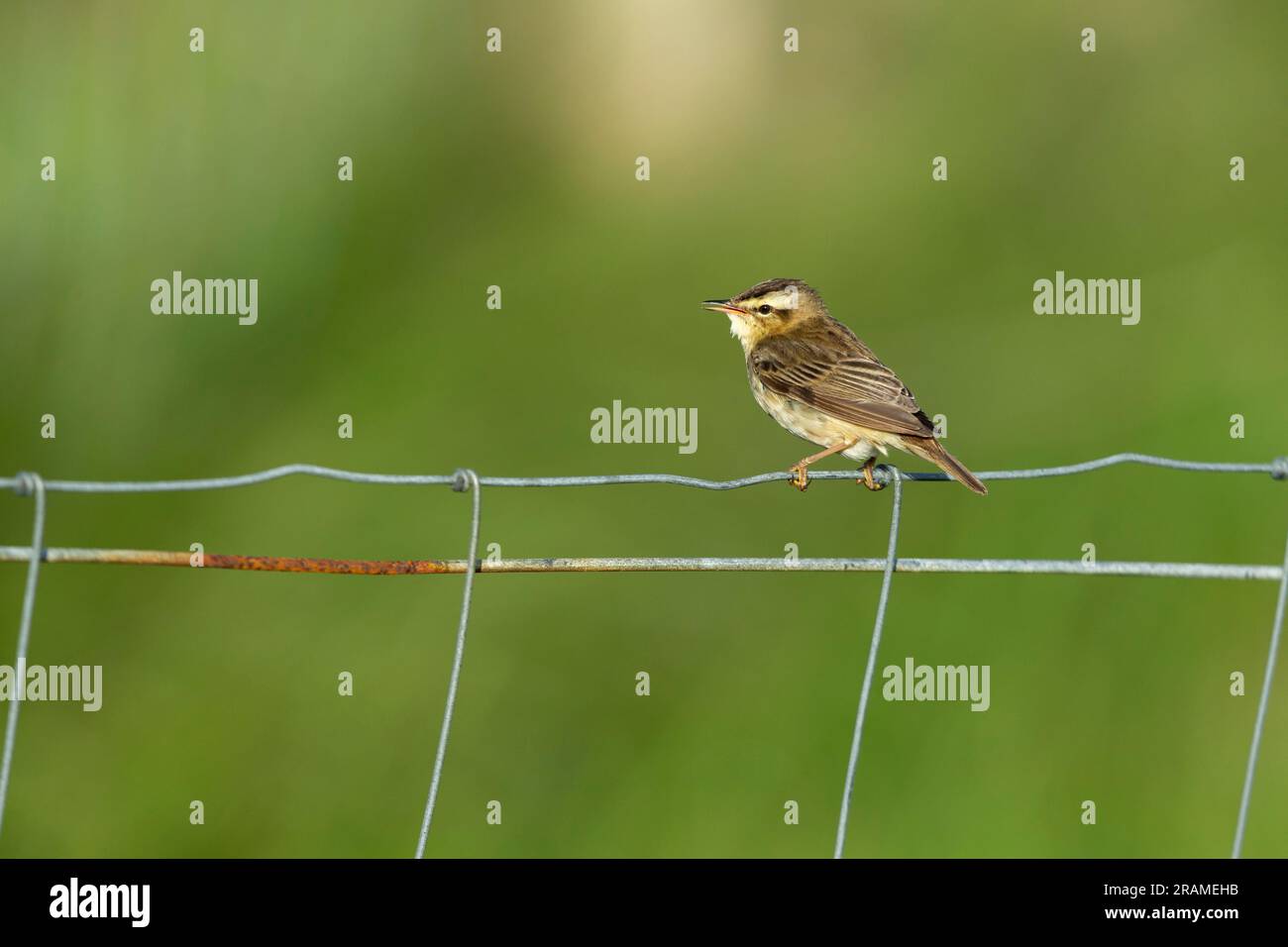 Parula di fango Acrocephalus schoenobaenus, adulto che canta dalla recinzione, Balevullin, Tiree, Scozia, Regno Unito, Maggio Foto Stock