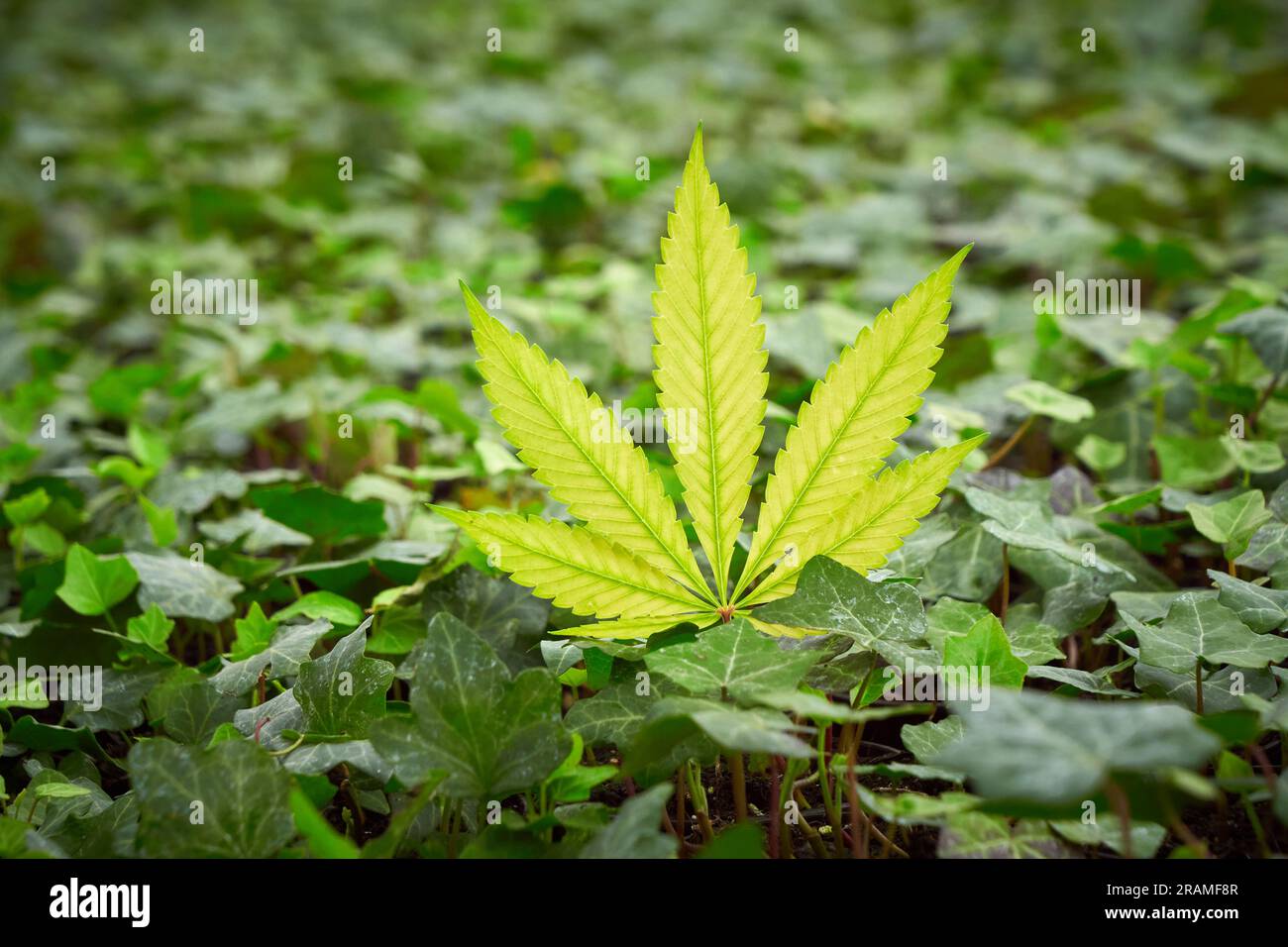 Foglia gialla di Cannabis, primo piano della pianta, marijuana Foto Stock