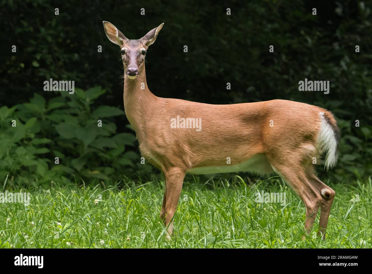 Una canna dalla coda bianca che si ferma lungo una linea di alberi. Foto Stock