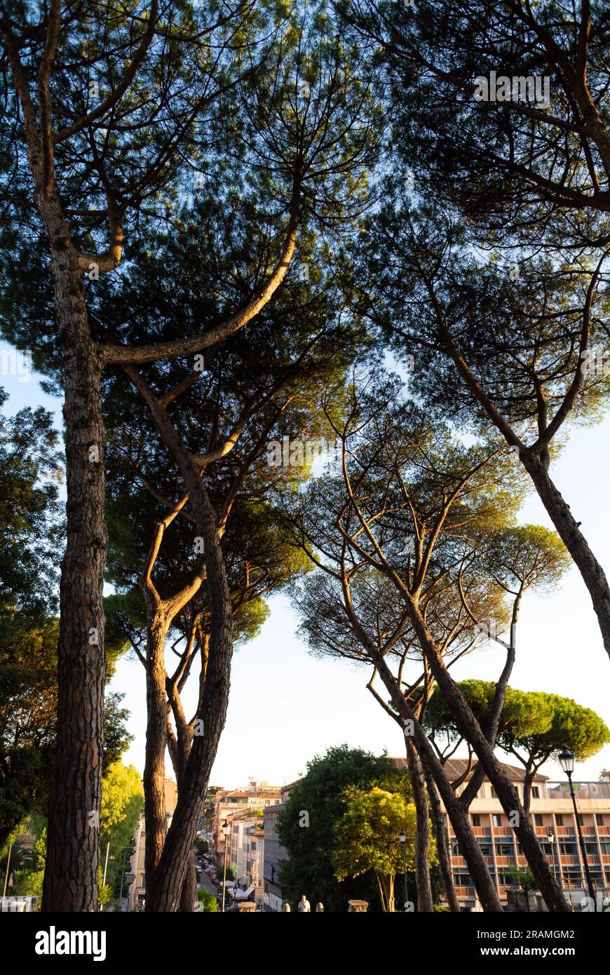 Roma, Lazio, Italia, 4 luglio 2023, Un paesaggio con ombrelli che è un tipico albero di Roma. Foto Stock