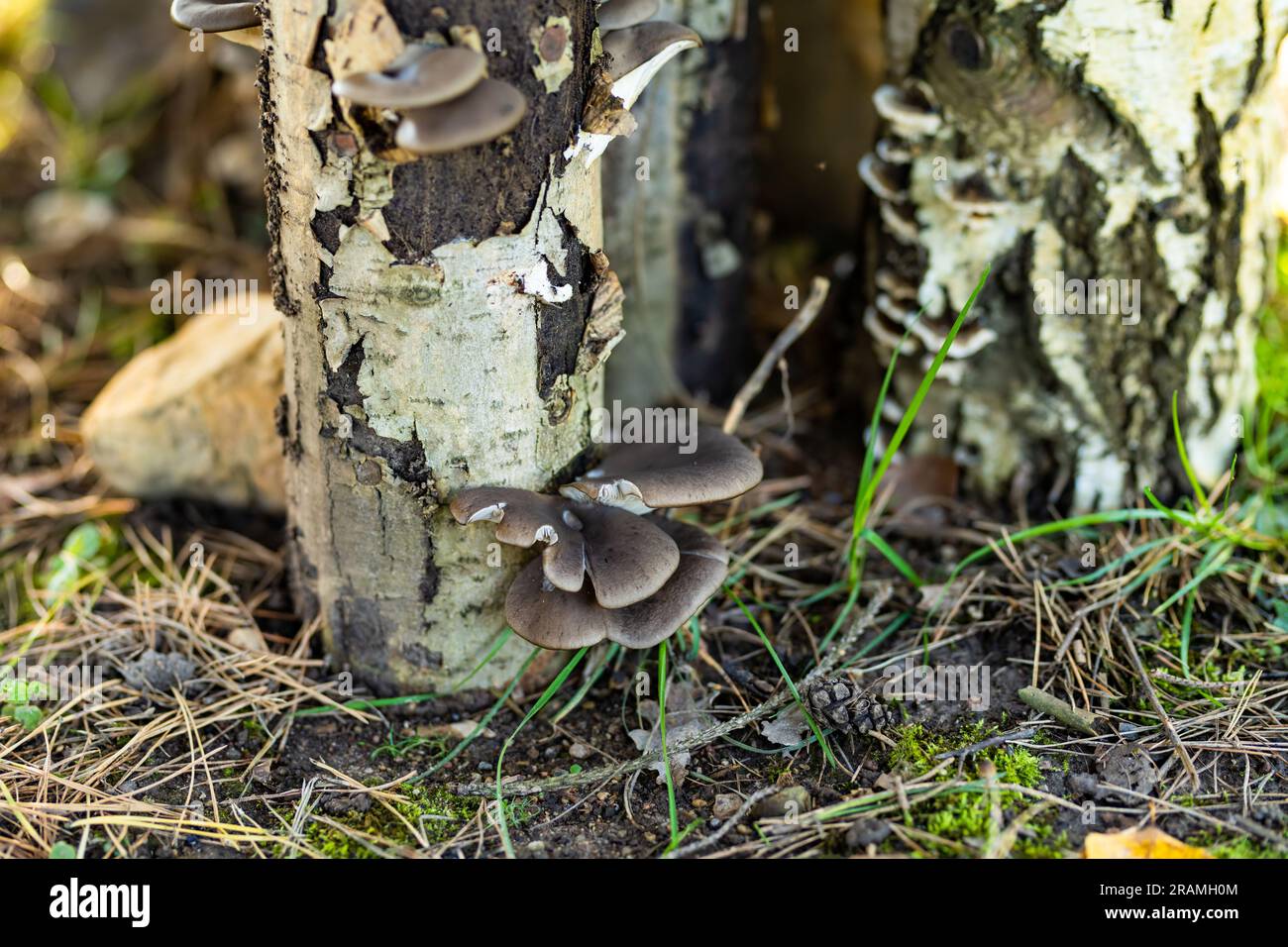 Funghi di ostrica grigi che crescono sui tronchi degli alberi. Coltivare funghi nel proprio giardino. Giardinaggio e stile di vita di autosufficienza. Foto Stock