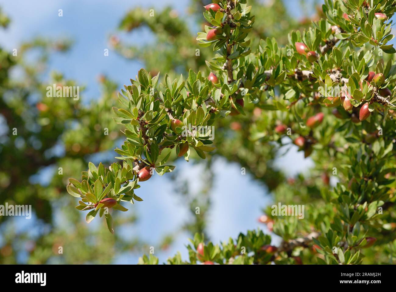 Focalizzazione delle famose noci di argan. L'albero di argan si trova nella contea di Morroco e il frutto è utilizzato per produrre l'olio di argan Foto Stock
