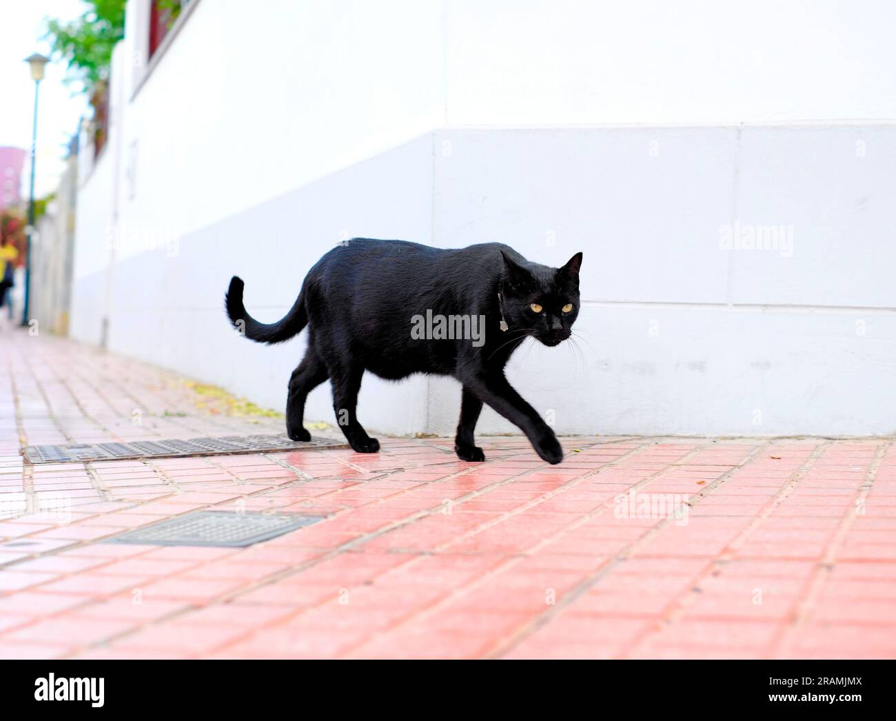 Un gatto nero con colletto argentato che naviga lungo una parete bianca. Foto Stock