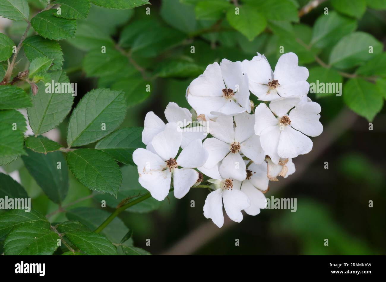 Multiflora Rose, Rosa multiflora Foto Stock