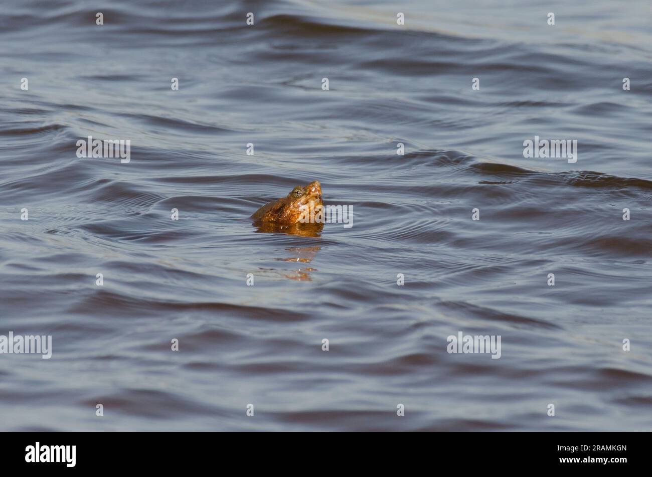 Tartaruga comune, Chelydra serpentina, testa sopra la superficie dell'acqua Foto Stock