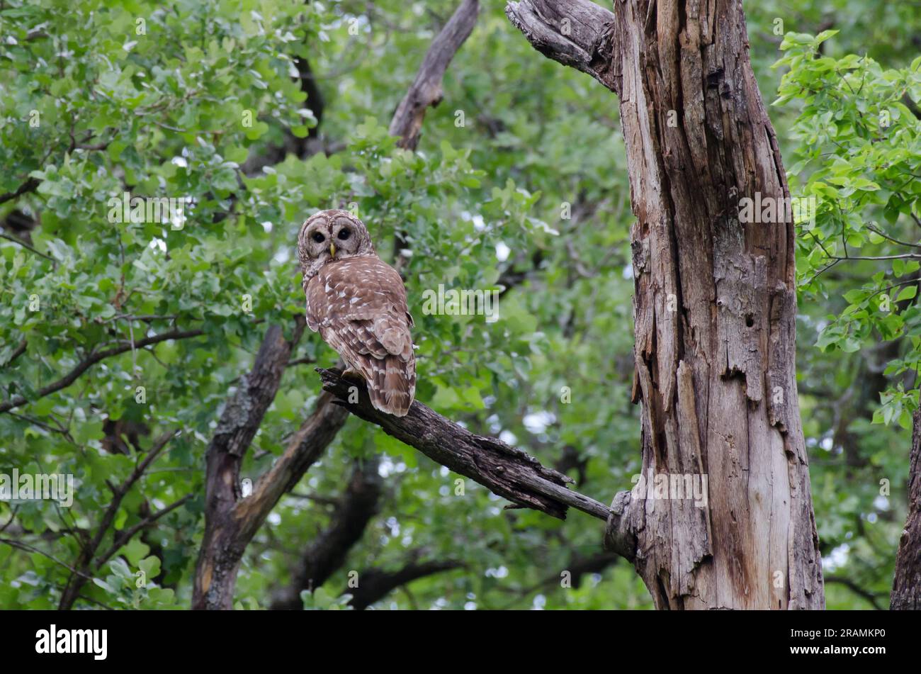 Bloccate il gufo, Strix varia Foto Stock