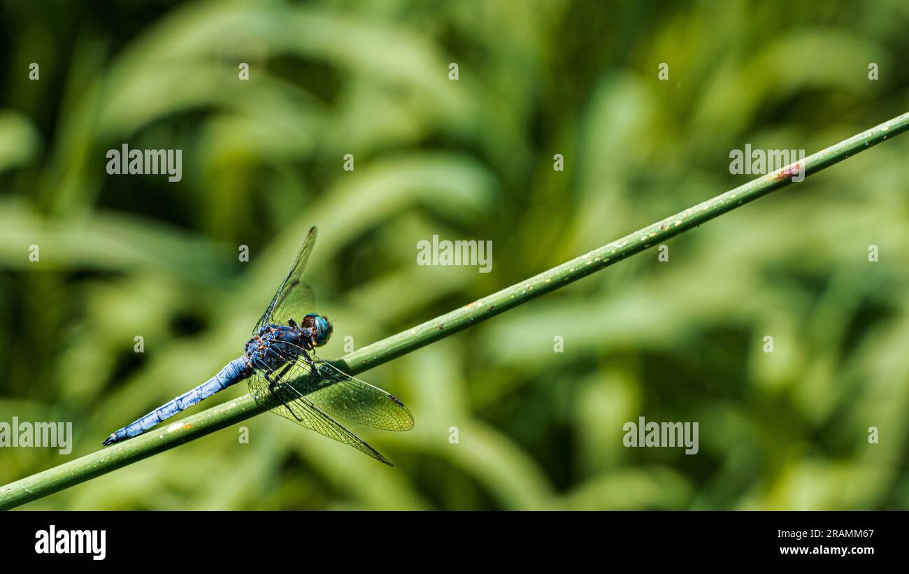 Potrait di una libellula blu stesa sul vapore dell'erba, vicino al fiume Foto Stock