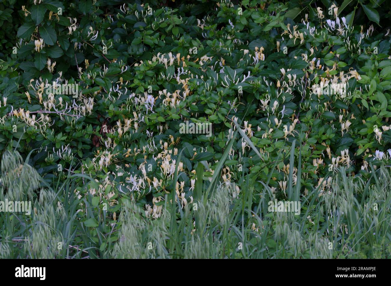 Honeysuckle giapponese, Lonicera japonica Foto Stock