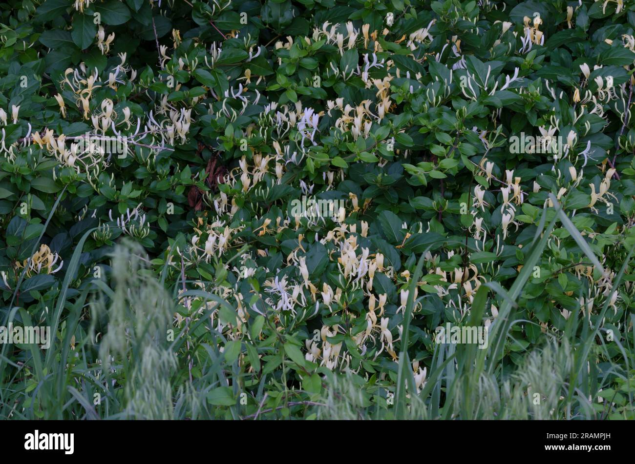 Honeysuckle giapponese, Lonicera japonica Foto Stock