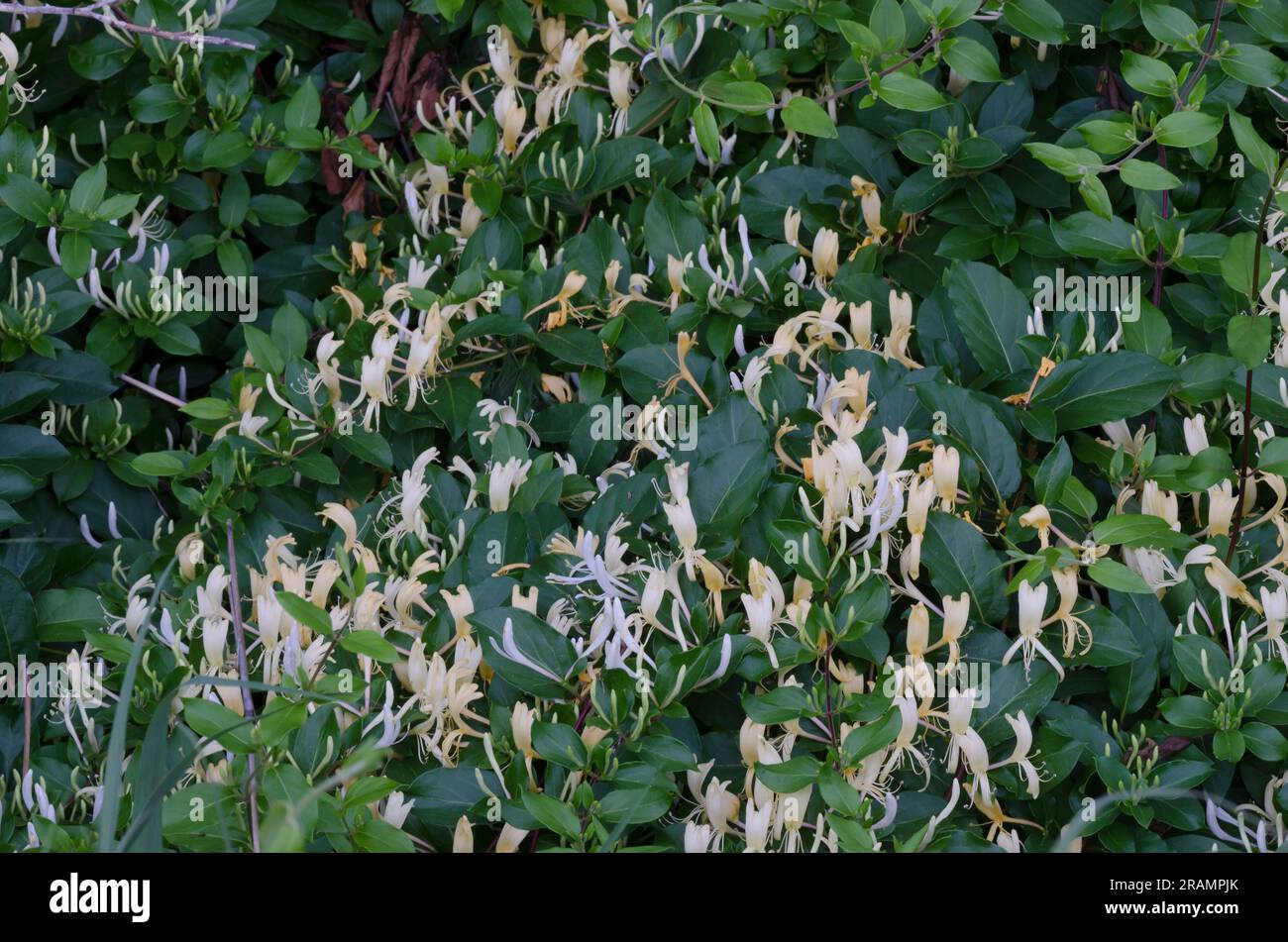 Honeysuckle giapponese, Lonicera japonica Foto Stock