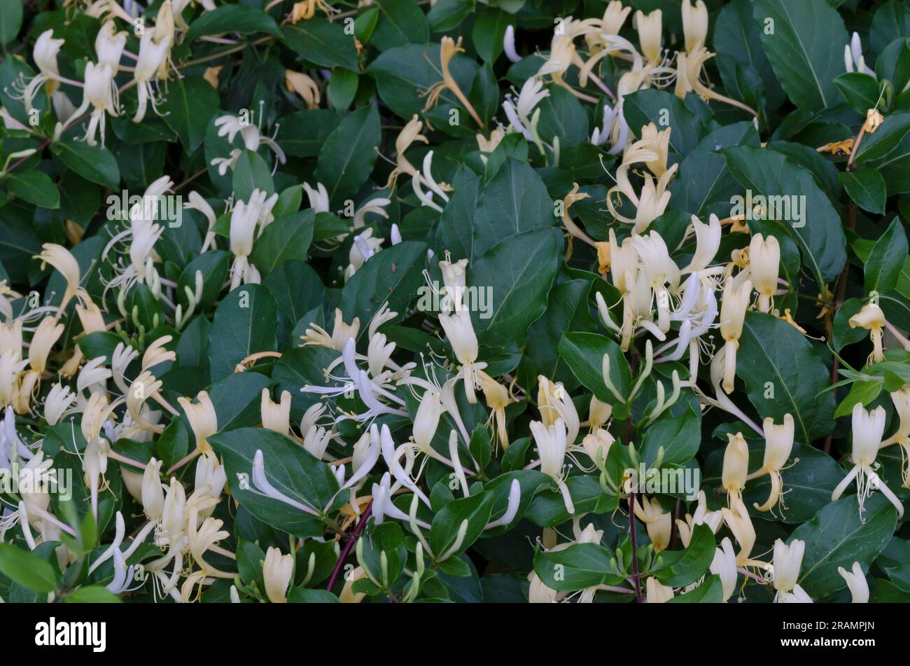 Honeysuckle giapponese, Lonicera japonica Foto Stock