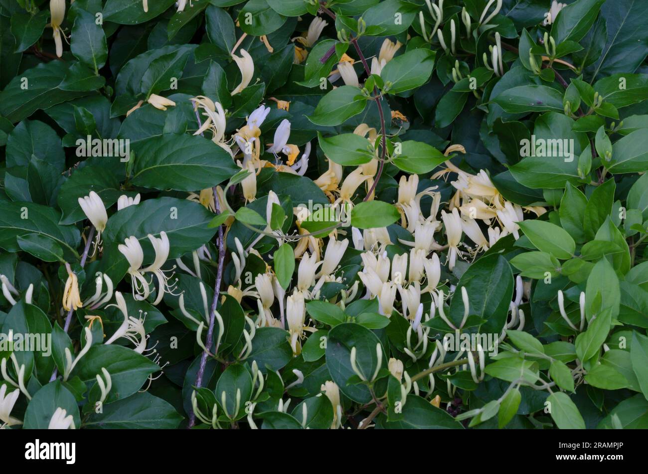 Honeysuckle giapponese, Lonicera japonica Foto Stock