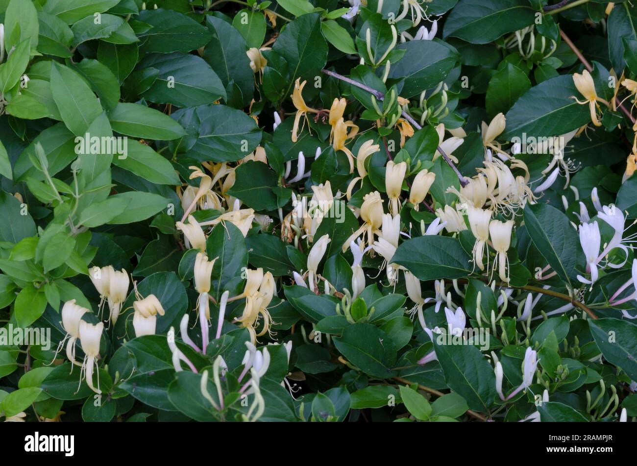 Honeysuckle giapponese, Lonicera japonica Foto Stock