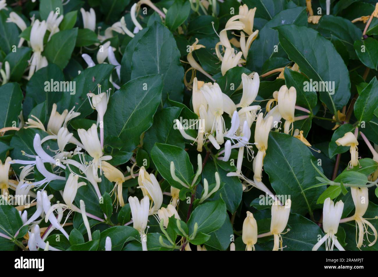 Honeysuckle giapponese, Lonicera japonica Foto Stock