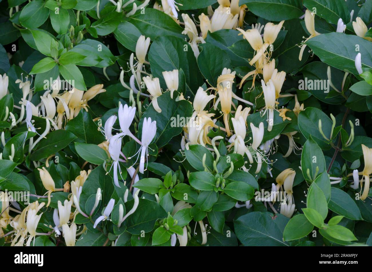 Honeysuckle giapponese, Lonicera japonica Foto Stock