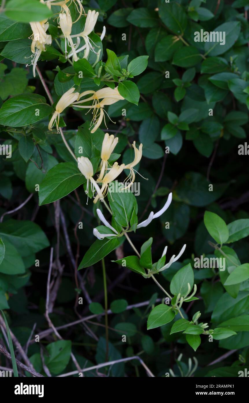 Honeysuckle giapponese, Lonicera japonica Foto Stock