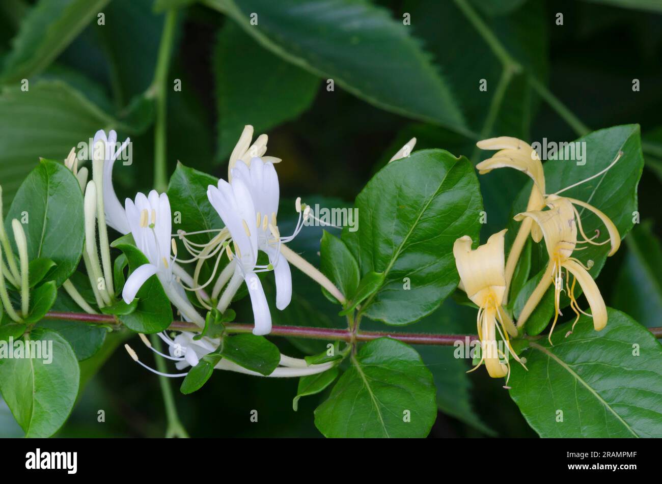 Honeysuckle giapponese, Lonicera japonica Foto Stock