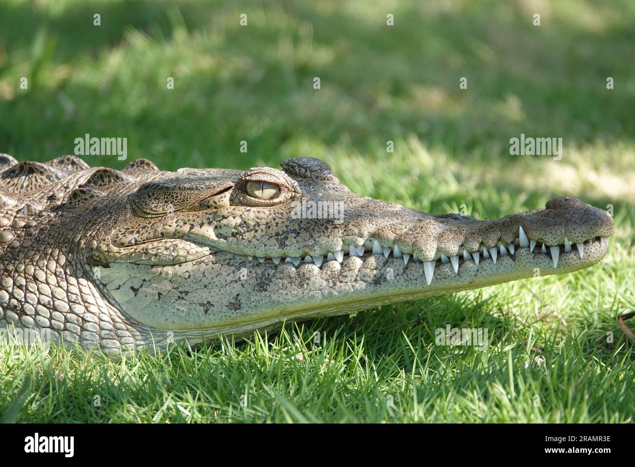 Coccodrillo americano (Crocodylus acutus) in Florida, USA Foto Stock