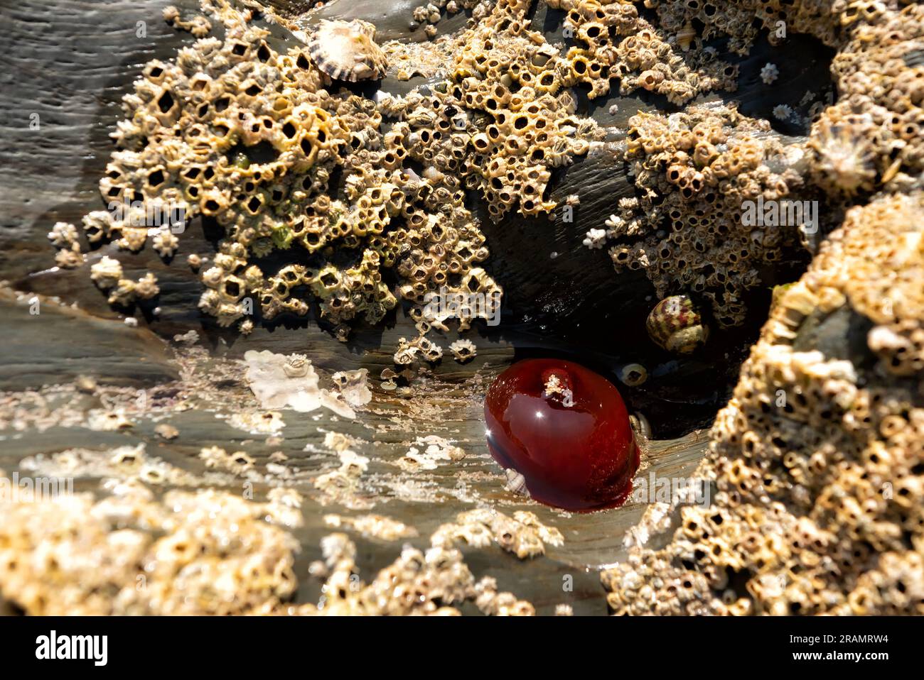 Beadlet Anemone parzialmente coperto d'acqua nella piscina di roccia Foto Stock