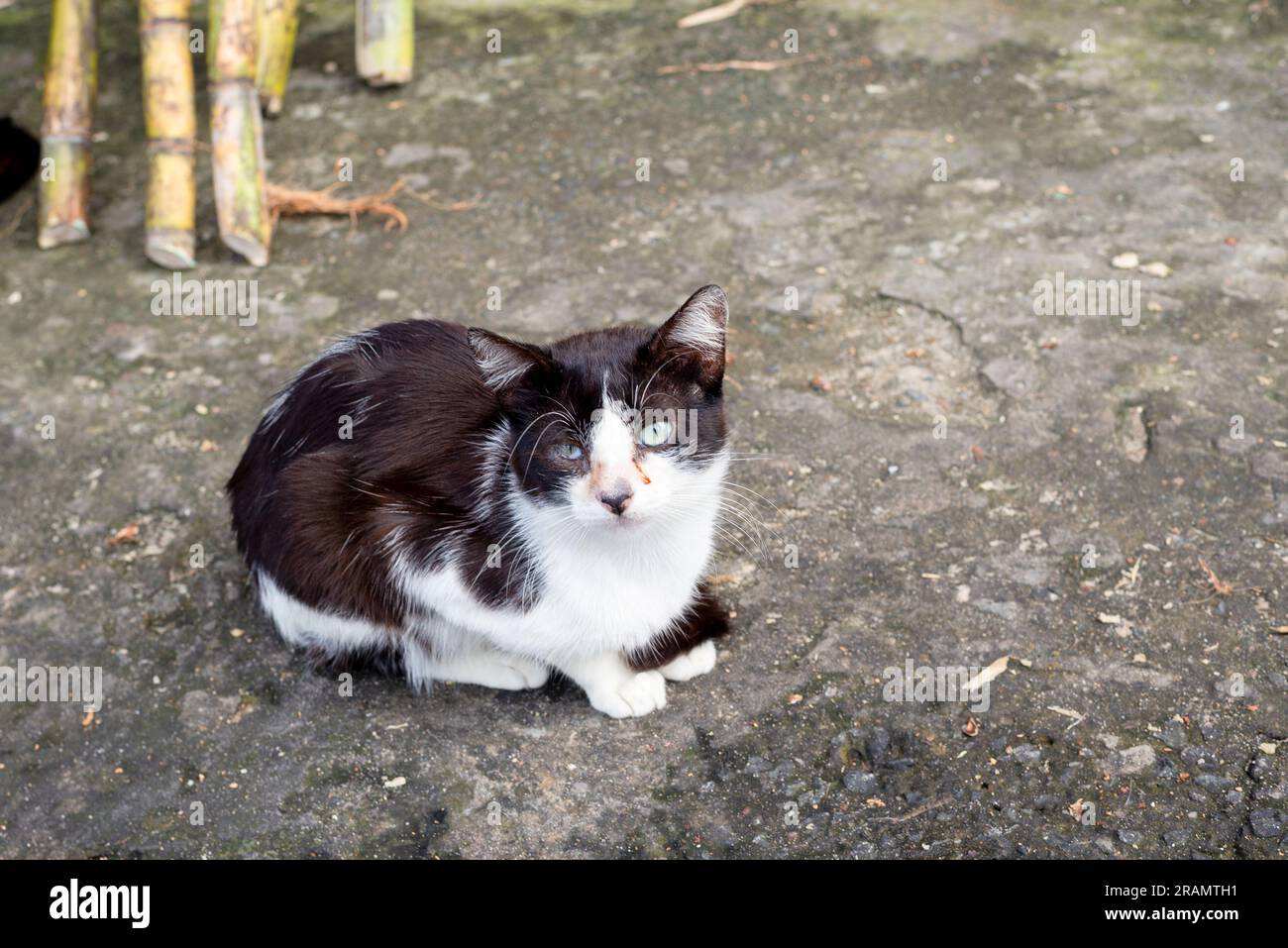 Un gatto carino e adorabile seduto sul pavimento guardando la fotocamera. Protezione degli animali e concetto di adozione Foto Stock