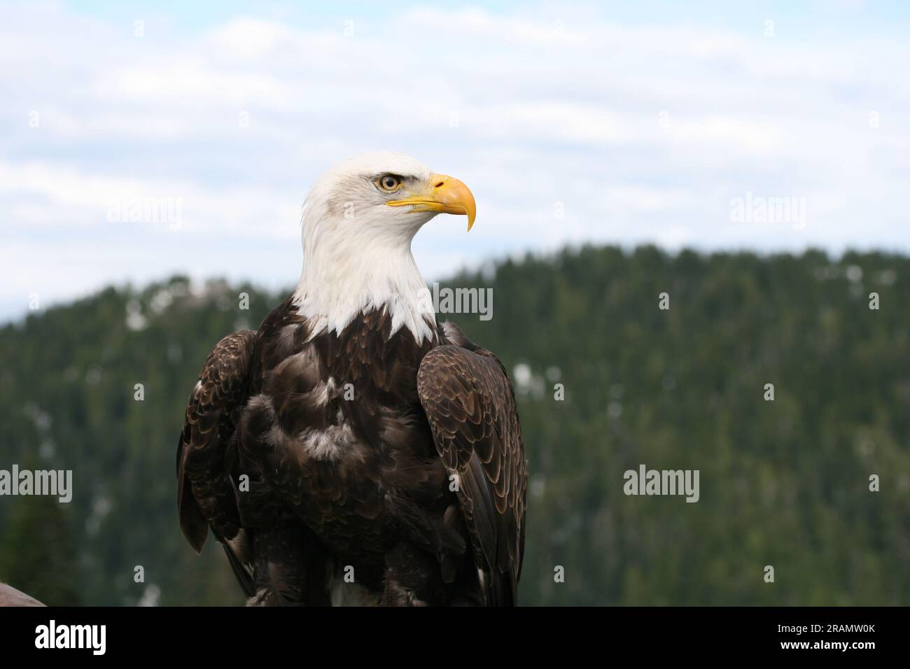 Aquila addestrata sulla Grouse Mountain Foto Stock