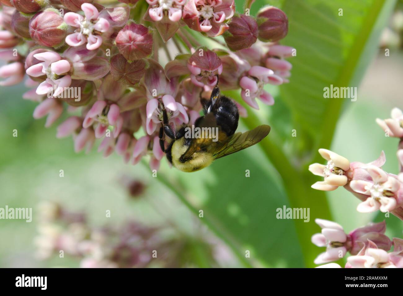 Un bumblebee percorre un vivace fiore allo Smale River Front Park di Cincinnati, Ohio, in una calda giornata estiva. Foto Stock