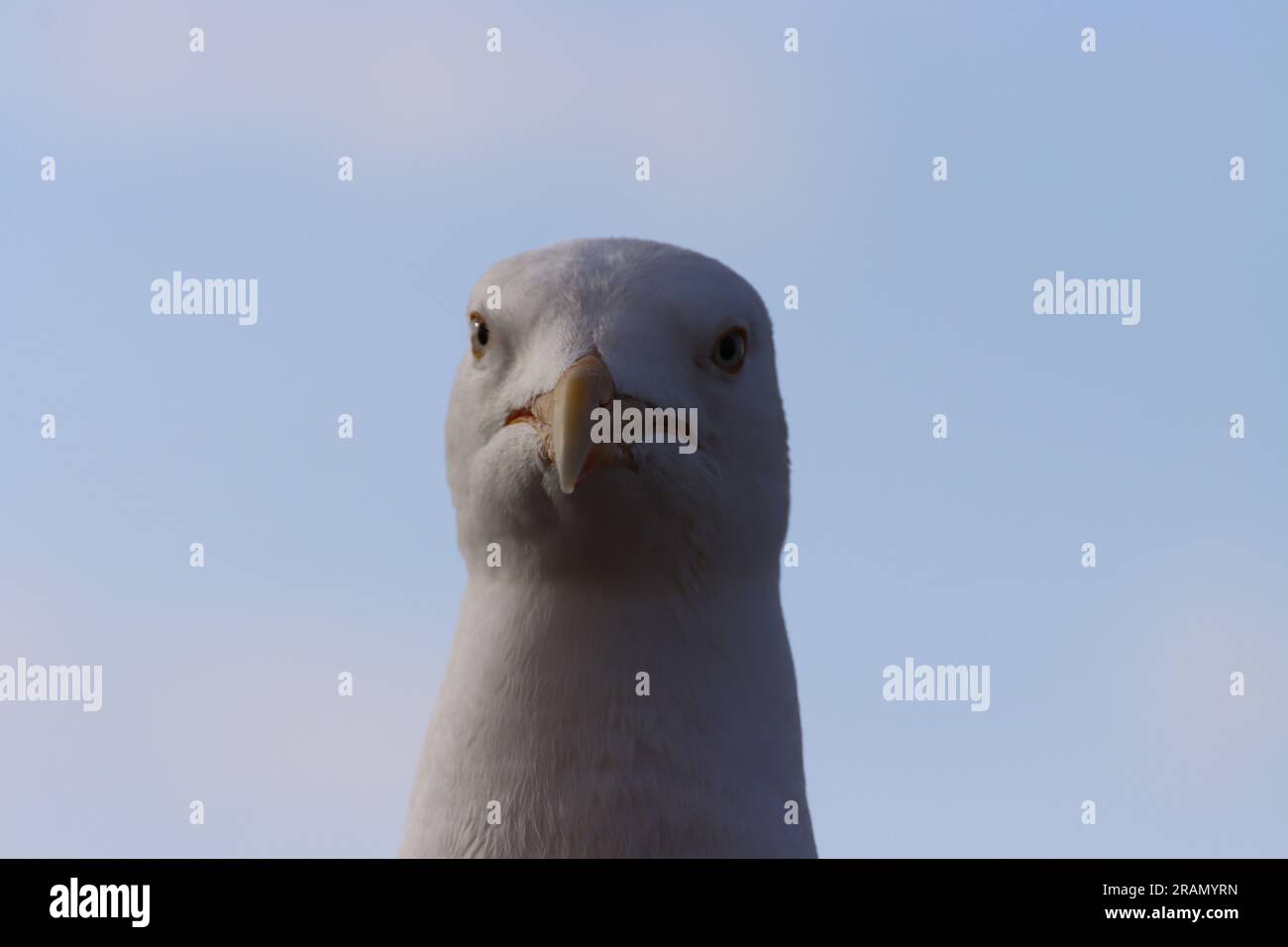 Gabbiano comune arroccato. Thanet, Kent, Regno Unito Foto Stock