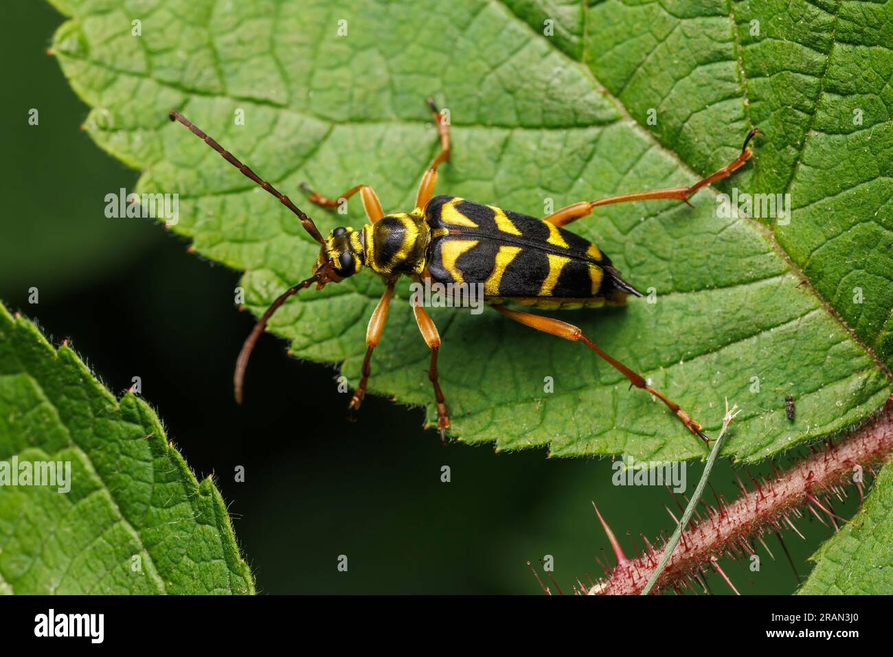 Scarabeo floreale Longhorn (Strophiona nitens) Foto Stock