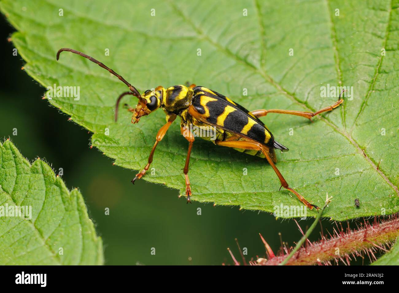 Scarabeo floreale Longhorn (Strophiona nitens) Foto Stock