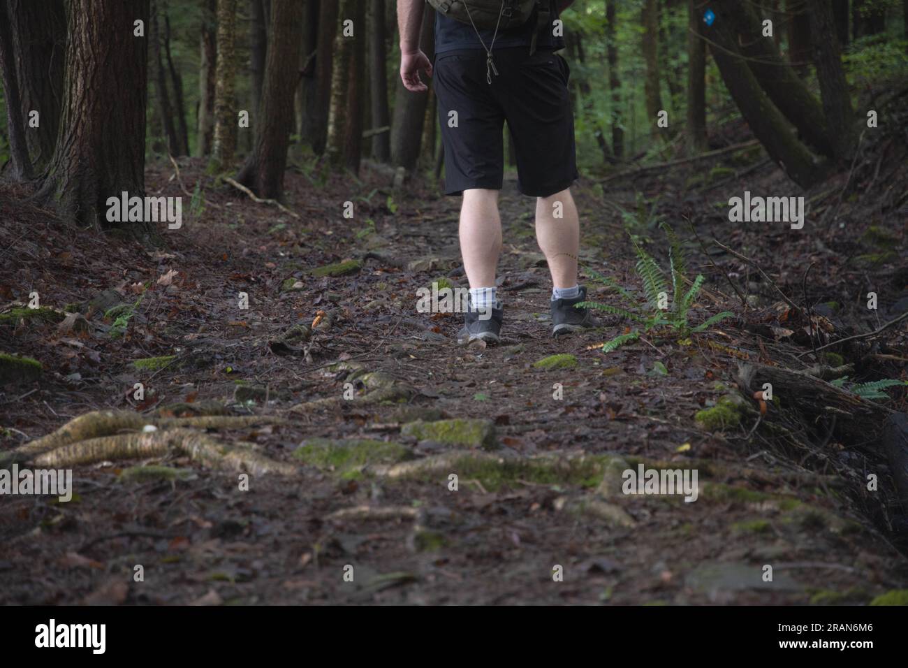 Escursionista su un sentiero che passa per ostacoli nel bosco si concentra su gambe e scarpe da trekking, all'interno del sentiero forestale, copia spazio striscione tema sfondi. Foto Stock