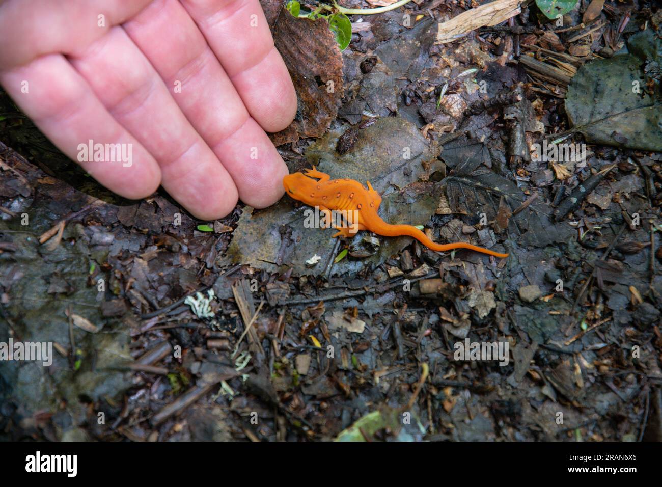 Gli sfondi di salamandra arancio nel bosco degli Stati Uniti copiano gli incontri con gli animali selvatici dello spazio Foto Stock