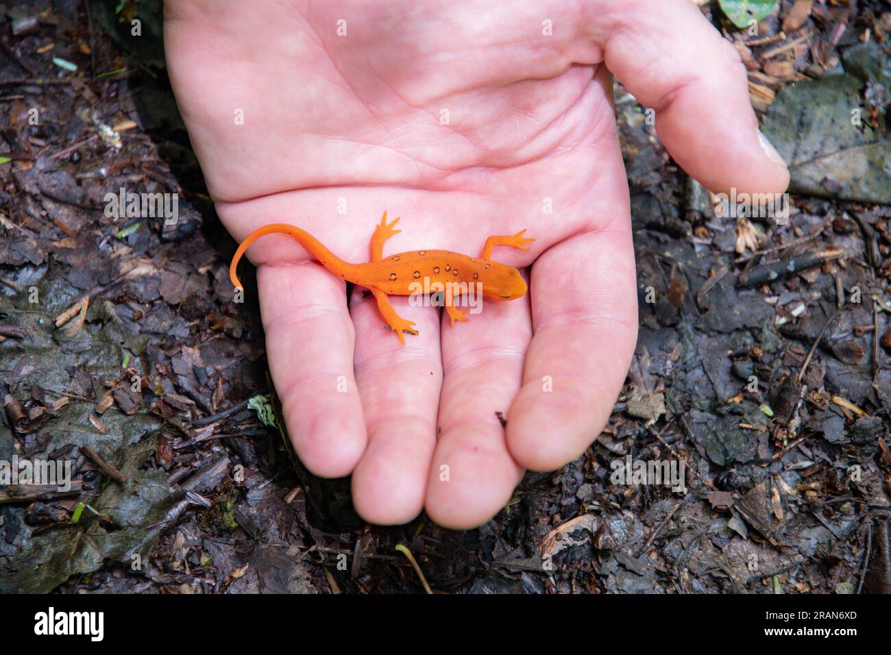 Gli sfondi di salamandra arancio nel bosco degli Stati Uniti copiano gli incontri con gli animali selvatici dello spazio Foto Stock