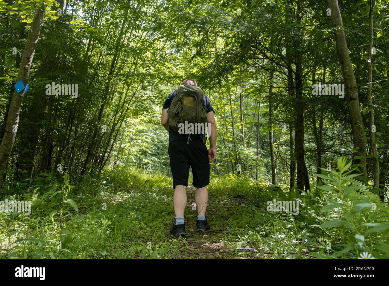 Percorso escursionistico boschi sterrati avventura estiva vacanza spazio fotocopie viaggio Foto Stock