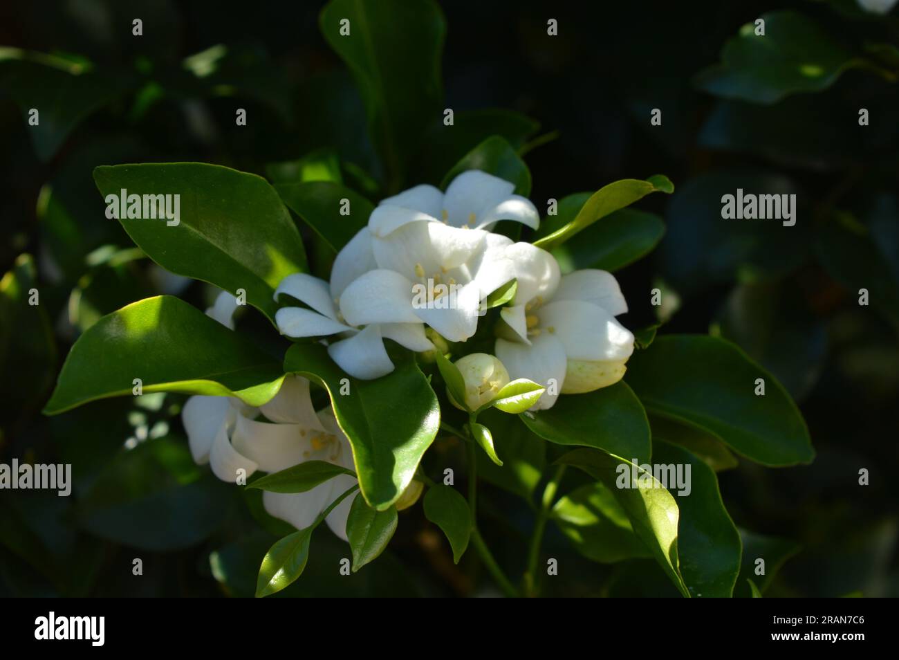 Fiori bianchi di gelsomino arancione Foto Stock