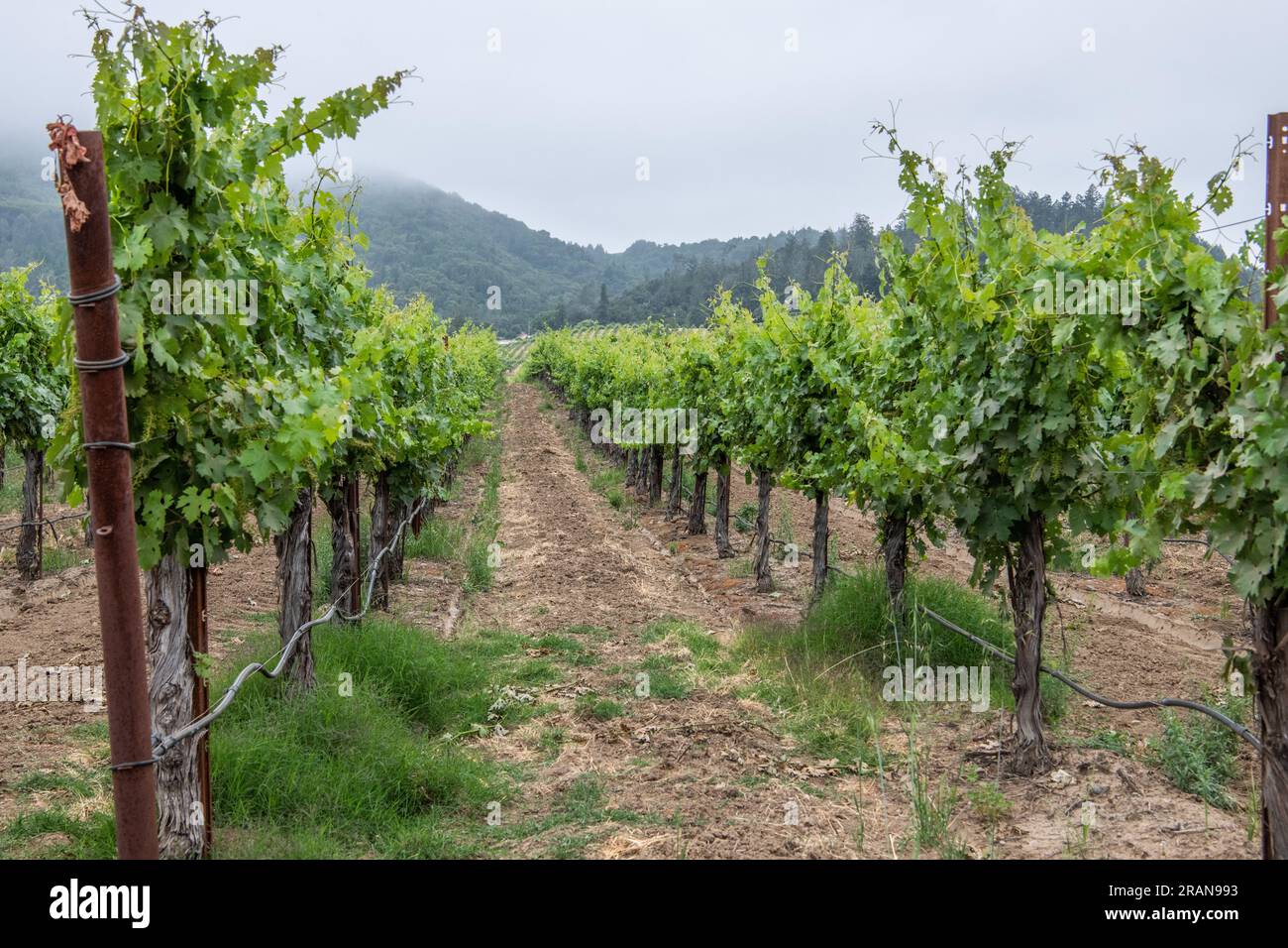 Vigneto e uva destinati alla produzione di vino nella contea di Sonoma, California. Un importante centro per la viticoltura in Nord America. Foto Stock
