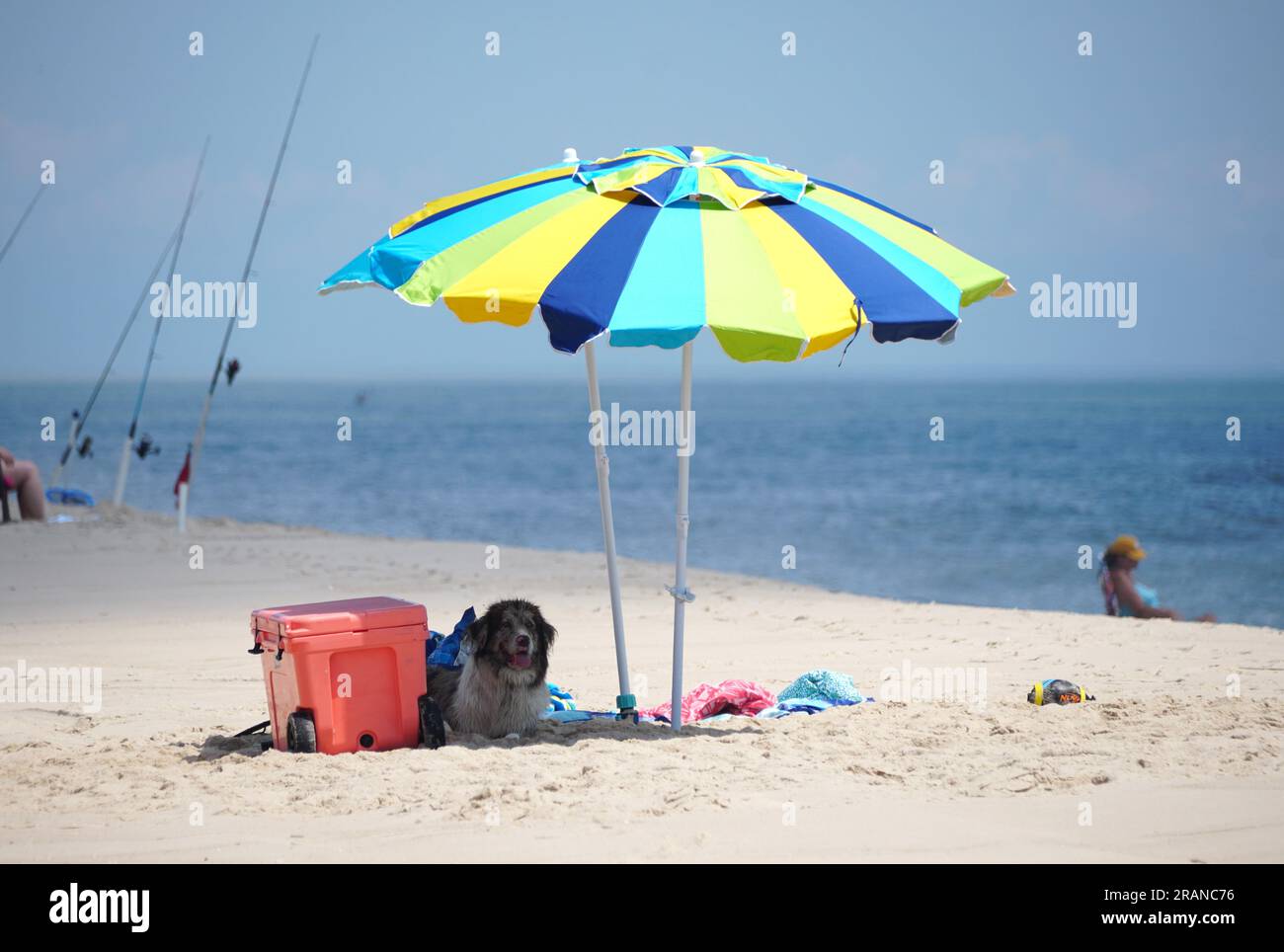 Un cane seduto sotto l'ombrello vicino a Dewey Beach, Delaware, U.S.A Foto Stock