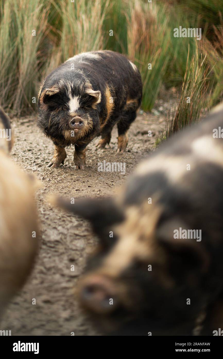 Piccolo maiale Foto Stock