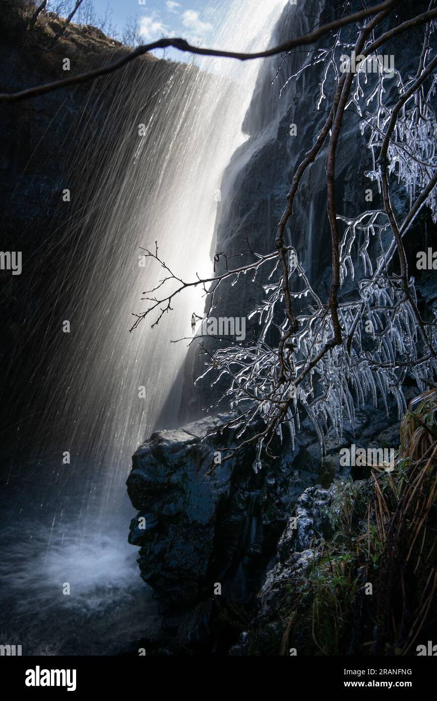 L'albero ghiacciato si erge sullo sfondo di una cascata illuminata, creando un'affascinante scena invernale Foto Stock