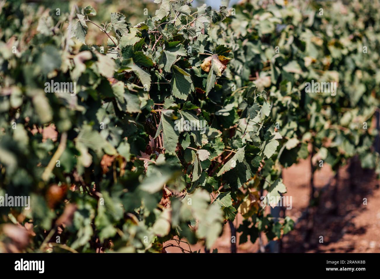 L'industria vitivinicola: Un'arte senza tempo che coltiva la vite, crea sapori e intreccia un ricco arazzo di passione e patrimonio. Foto Stock