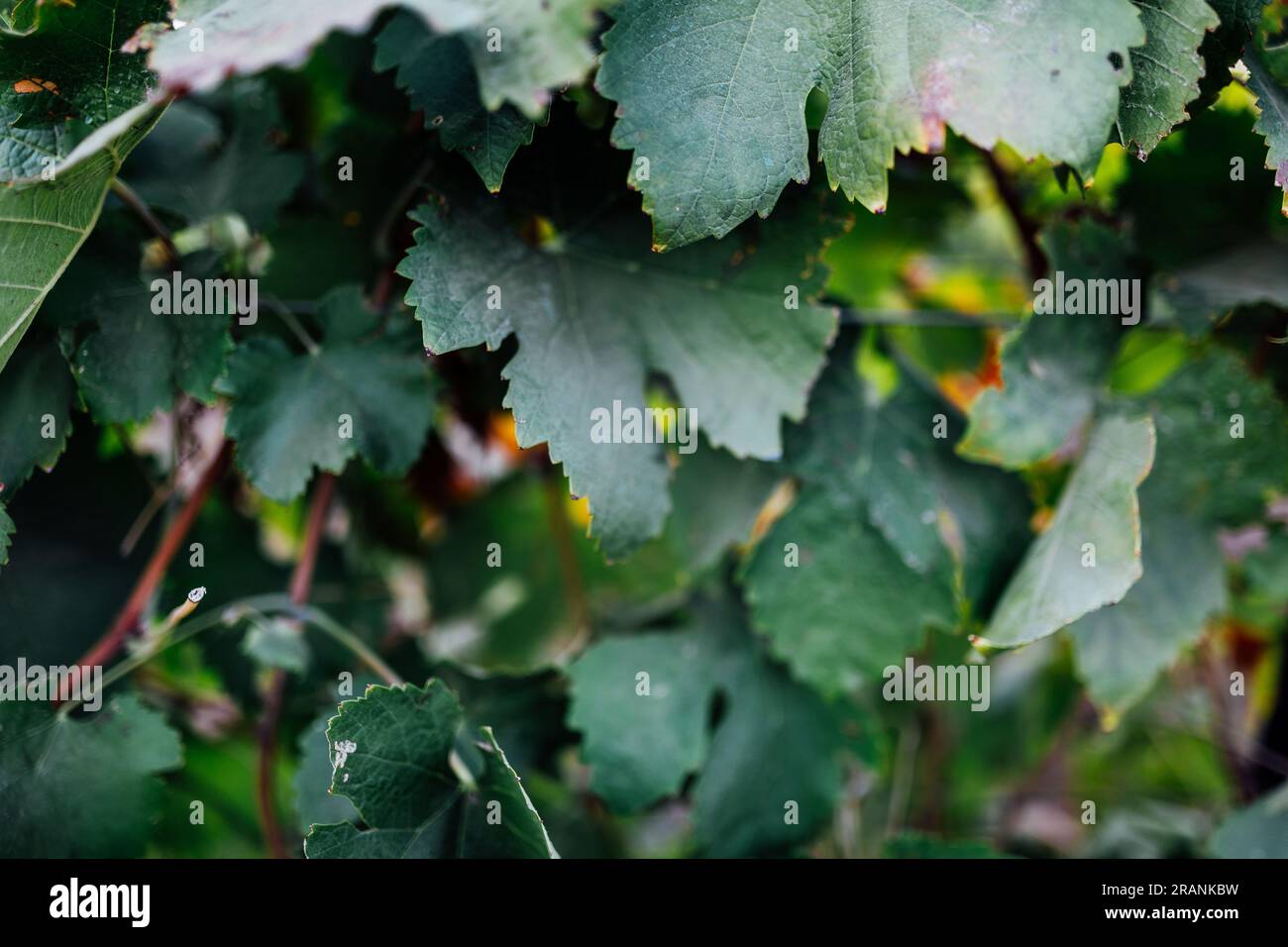 L'industria vitivinicola: Un'arte senza tempo che coltiva la vite, crea sapori e intreccia un ricco arazzo di passione e patrimonio. Foto Stock