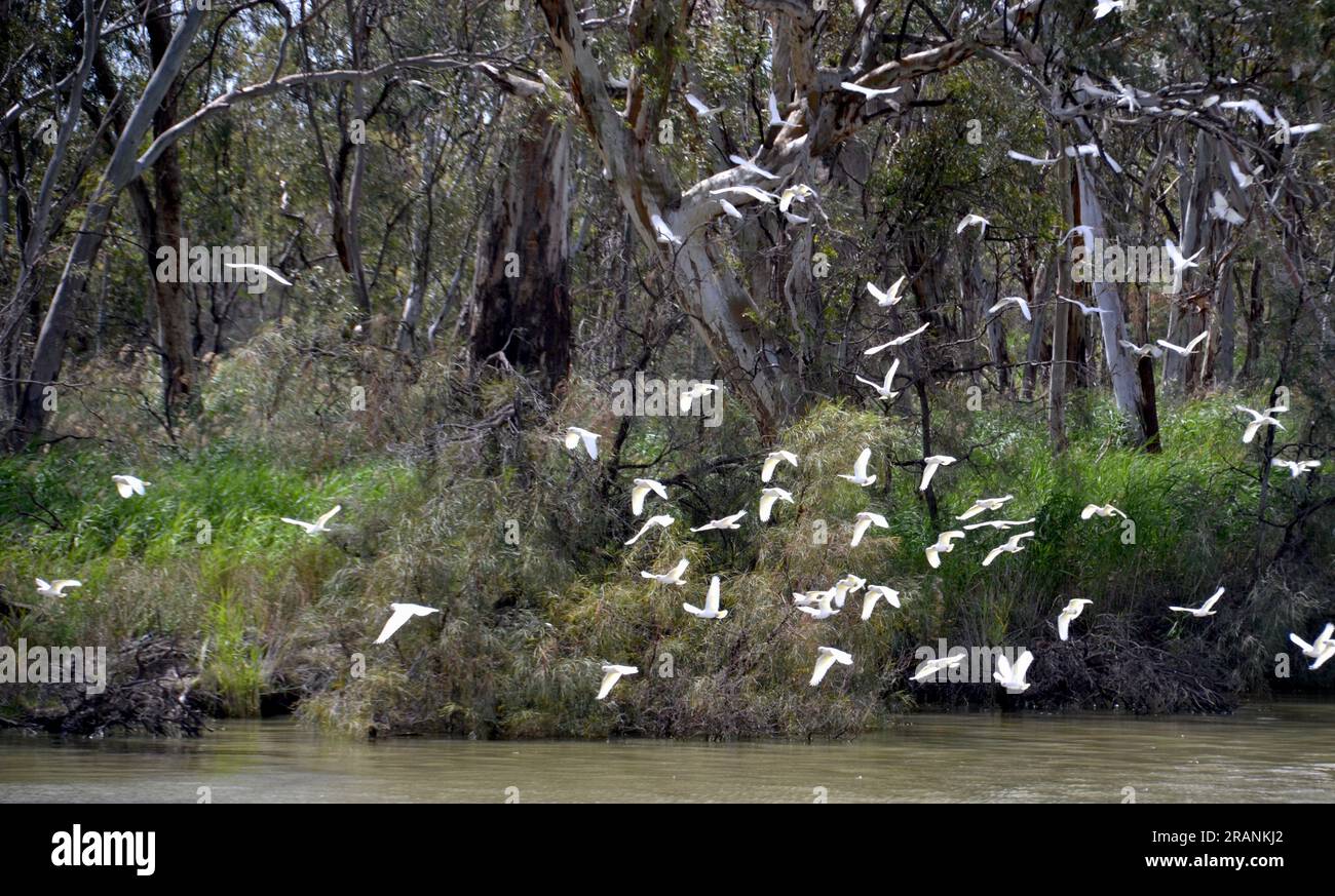 Un grande gregge di molti pappagalli bianchi australiani della correa prende il volo sul fiume Murray vicino a Mildura in una calda giornata estiva Foto Stock