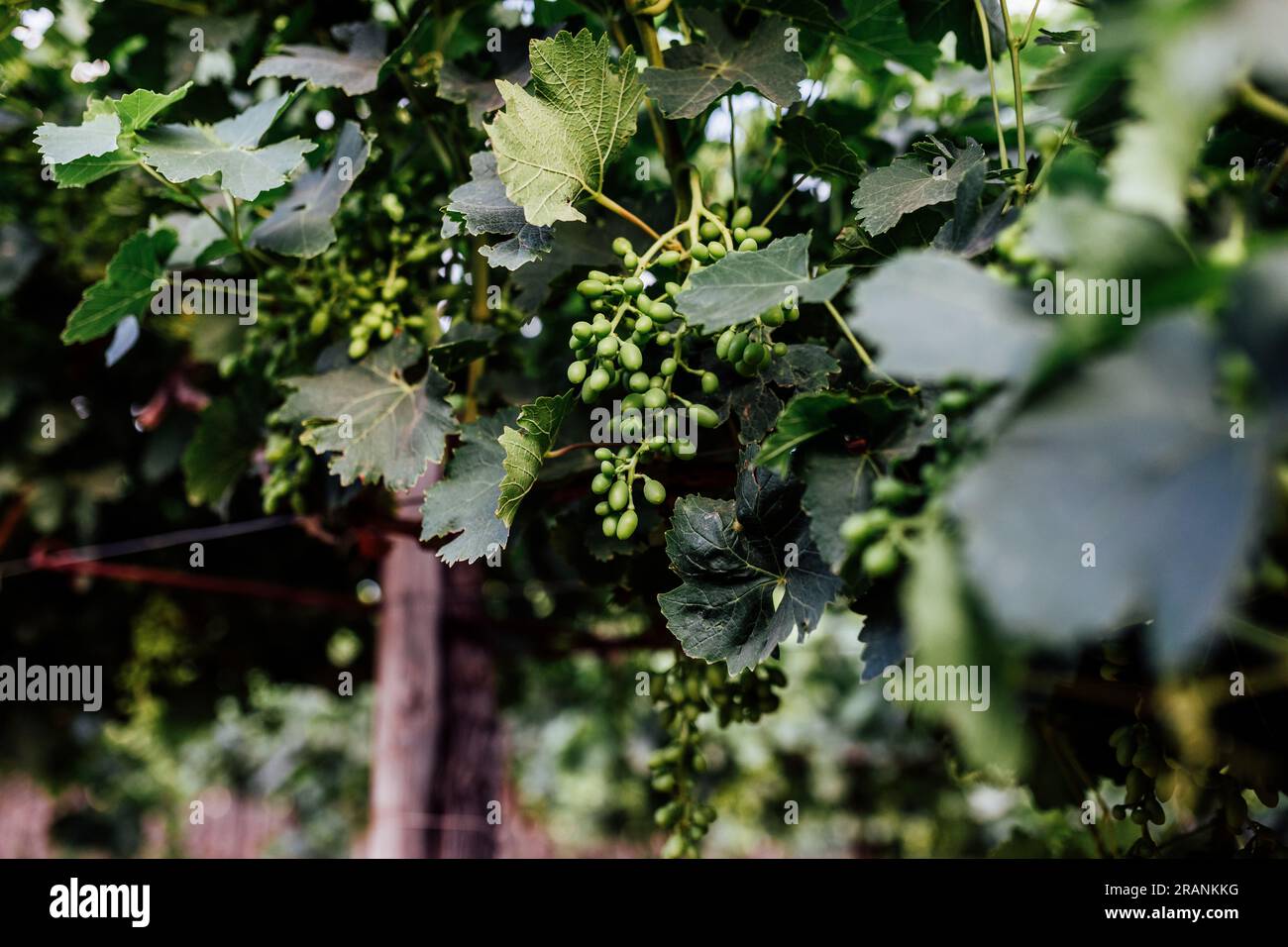 L'industria vitivinicola: Un'arte senza tempo che coltiva la vite, crea sapori e intreccia un ricco arazzo di passione e patrimonio. Foto Stock