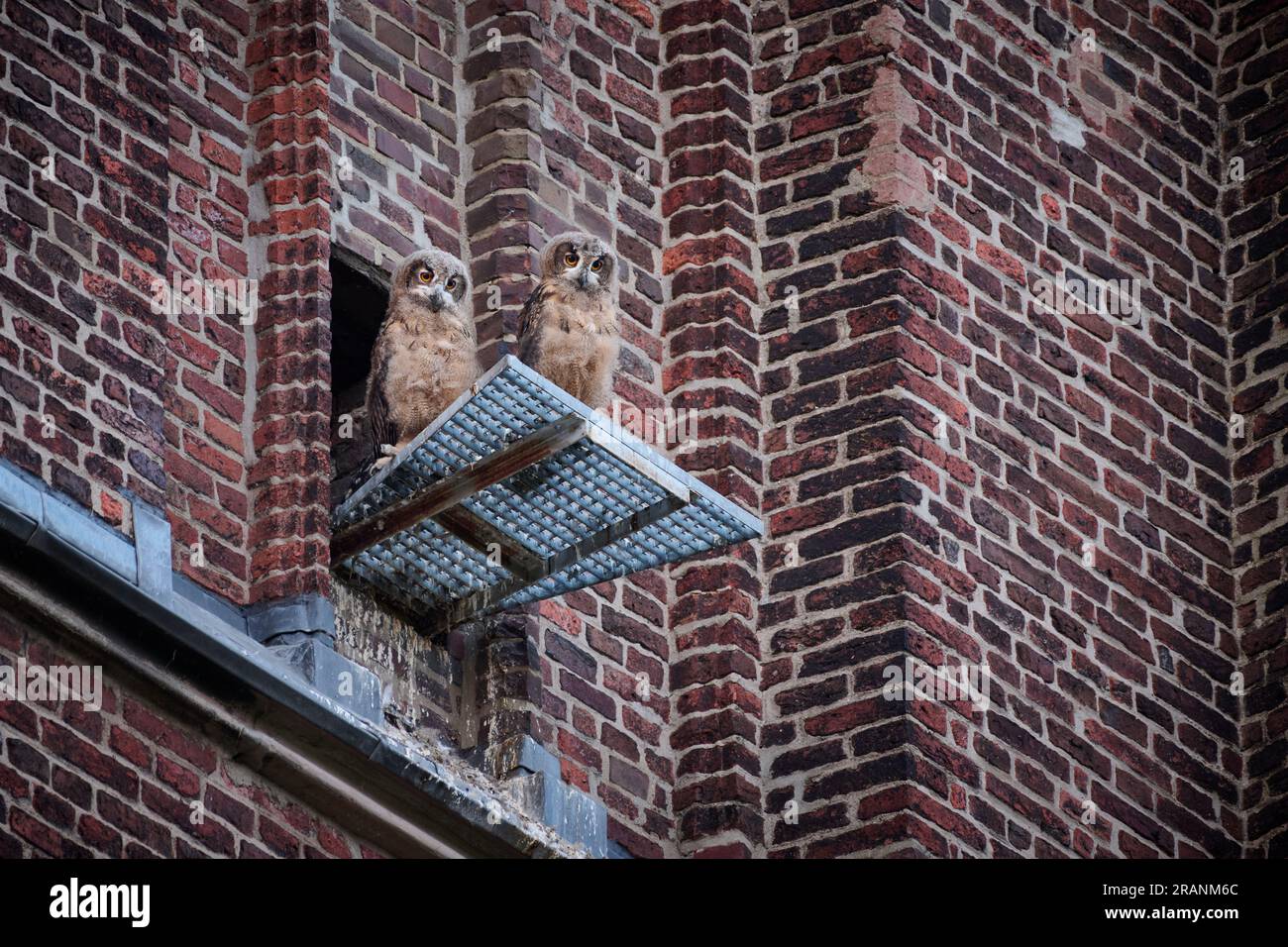 Gufo dell'aquila eurasiatica (Bubo bubo), giovane su un tetto di una chiesa di Heinsberg, Renania settentrionale-Vestfalia, Germania Foto Stock