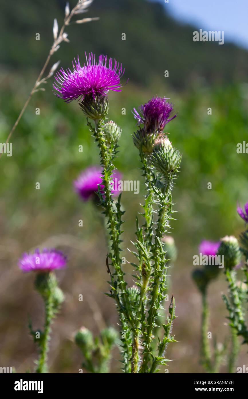 Beato cardo di latte fiori rosa, primo piano. Silybum marianum pianta rimedio a base di erbe. Fiori rosa Thistle di Santa Maria. Marian Scotch Thistle rosa bloo Foto Stock