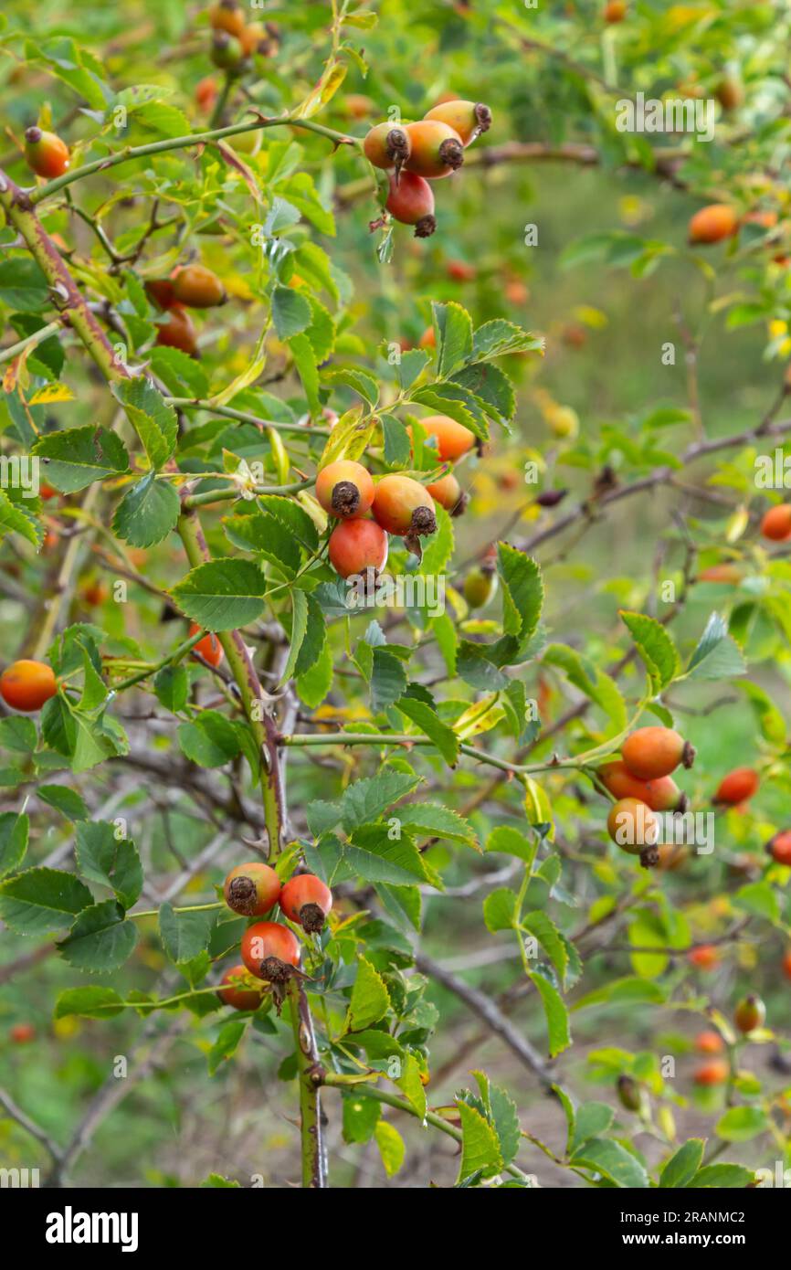 Rosa canina è una pianta perenne della famiglia delle rose, un alto cespuglio con rami arcuati pendenti coperti da forti spine uncinate. Vitamina, medicinale Foto Stock