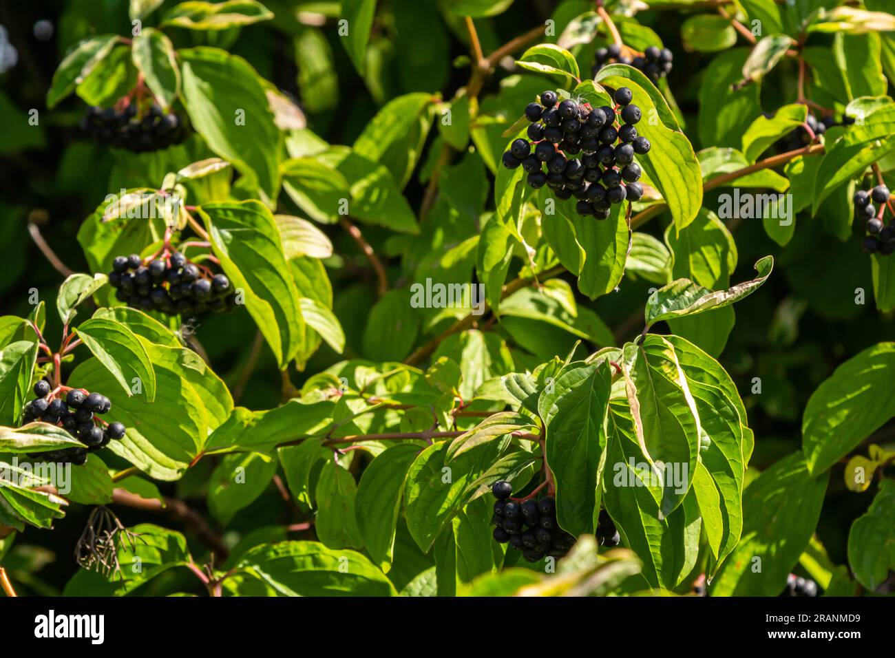 Cornus sanguinea è una pianta perenne della famiglia della zolla. Un arbusto alto con fiori piccoli e bacche nere immangiabili. Il tappeto erboso è cresciuto come ornamento Foto Stock