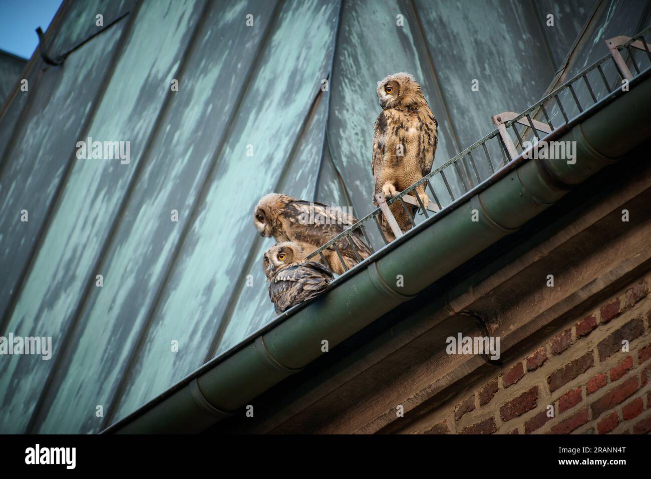 Gufo dell'aquila eurasiatica (Bubo bubo), tre giovani su un tetto di una chiesa di Heinsberg, Renania settentrionale-Vestfalia, Germania Foto Stock