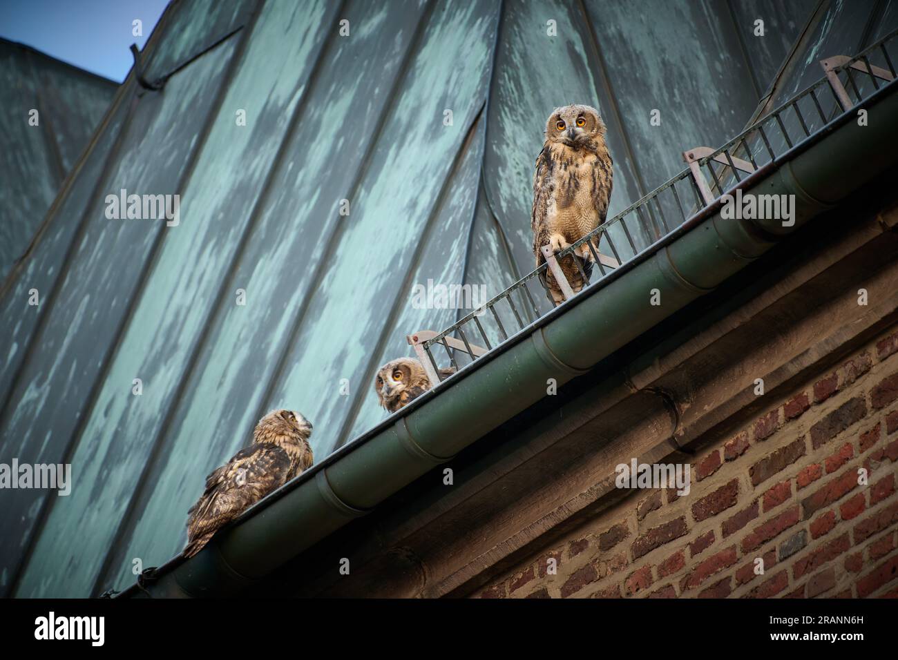 Gufo dell'aquila eurasiatica (Bubo bubo), tre giovani su un tetto di una chiesa di Heinsberg, Renania settentrionale-Vestfalia, Germania Foto Stock